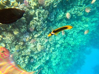 Schnorcheln in Ägypten