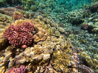 Schnorcheln in Ägypten