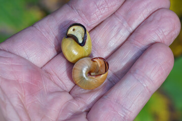 Two different grove snails, brown-lipped snails (Cepaea nemoralis) without and with dark bands. Withdrawn into their shell in a hand. Autumn, October © Thijs de Graaf