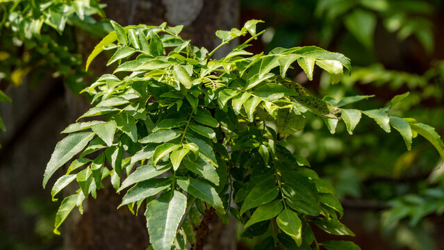Curry tree leaves also commonly known as Kadi Patta or scientifically known as Murraya koenigii 2