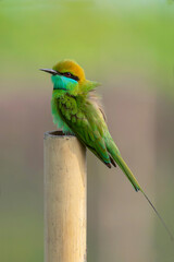 Green Bee-eater (Merops orientalis) perched on a branch in natural light, bright green plumage and long tail feathers, tropical bird species of Bangladesh wildlife