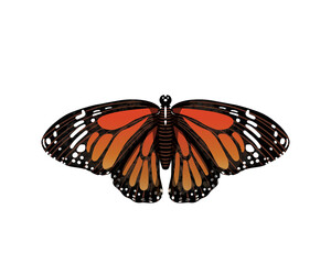 hand-drawn watercolor common tiger butterfly, danaus genutia, insect, bug