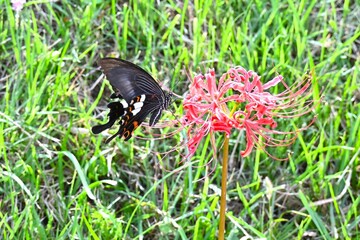 A swallowtail butterfly sucking nectar. Arthropoda Lepidoptera Papilionidae Butterfly. Papilionidae butterflies are the largest group in Japan.