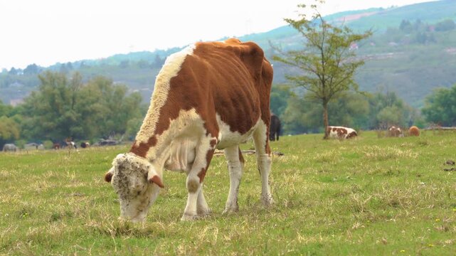 A sick, emaciated cow grazing in a pasture. Documenting animal welfare issues and difficult rural realities.

