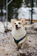 In a snowy landscape, a playful corgi stands proudly, showcasing its fluffy coat and delightful personality