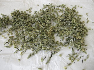 Mugwort spread out on paper to dry