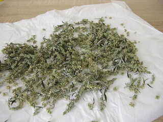 Mugwort spread out on paper to dry