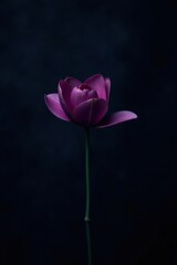 A Single Purple Bloom Against a Dark Background, Exquisitely Detailed and Beautifully Illuminated