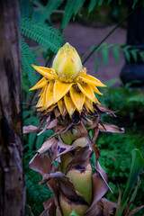 Musella lasiocarpa, the Chinese dwarf banana or golden lotus banana. A unique plant, rare and exotic species, native to the subtropical regions of China. For botanical illustrations, articles
