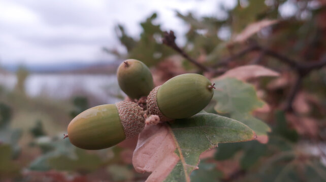 Bellotas