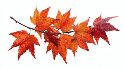 Fototapeta premium Vibrant Red and Orange Autumn Leaves Against a White Background
