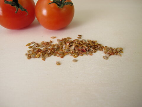 Self harvested tomato seeds and red tomatoes