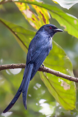 Ashy Drongo (Dicrurus leucophaeus) perched on a branch with a clear sky background, sleek grey bird with forked tail, tropical wildlife of Bangladesh, nature and birdwatching photography