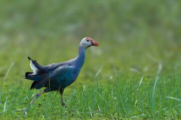 Purple Swamphen (Porphyrio porphyrio) walking on floating vegetation in wetland habitat, vivid purple-blue waterbird of Bangladesh, nature and wildlife photography