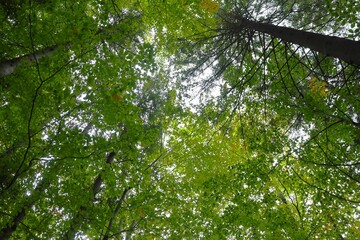 Fototapeta premium Forest canopy with autumn-colored foliage