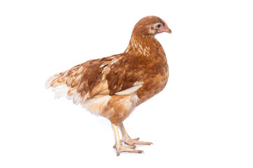 12-week-old laying hens on a white background
