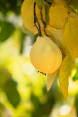 Quince grows on tree in an organic garden. Harvest concept. Vitamins, vegetarianism, fruits. Quinces. Copy space. Ripe quince fruits grow on a quince tree with green foliage in late autumn.