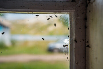 Flies in a spider web on the corner of the window frame