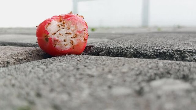 Fire ants from genus Solenopsis are eating a water apple (Syzygium aqueum) fruit on the ground