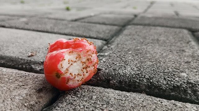 Fire ants from genus Solenopsis are eating a water apple (Syzygium aqueum) fruit on the ground
