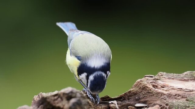 Blaumeise, Cyanistes caeruleus