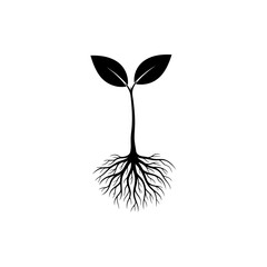 Young Seedling With Visible Roots and Two Leaves Symbolizing Growth and New Life