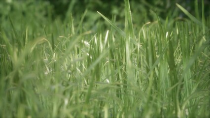 Obraz premium Lush blades of green grass dance softly in the warm afternoon wind, illuminated by bright sunlight. The vibrant colors evoke a serene sense of natures beauty and tranquility.