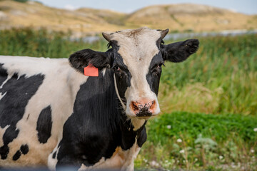 Cows graze in the meadow in summer
