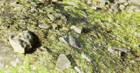 Close up view of a ground covered with small stones and bright green moss, illuminated by natural daylight. The textures highlight the interplay of nature and decay.