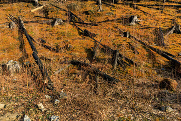 Burnt tree stumps and vivid orange foliage in autumn forest landscape