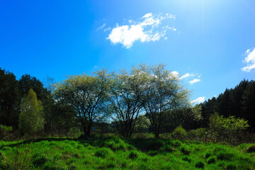 Landscape of beautiful Kashubia. Northern Pland.