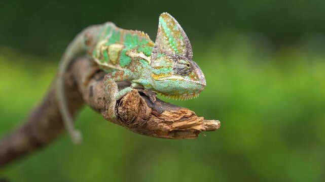 The veiled chameleon or cone-head chameleon (Chamaeleo calyptratus) native to Yemen and Saudi Arabia. 