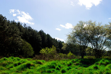Idyllic green meadow in Northern Poland. Kashubia.
