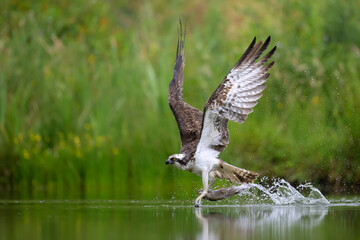 Osprey catching fish from water in Scotland wildlife action scene