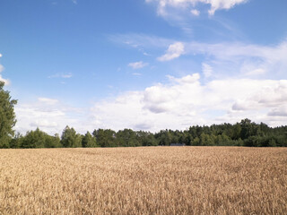 Kashubian field in late summer.