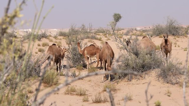 Group of Middle Eastern camels in the desert in Abu Dhabi, UAE