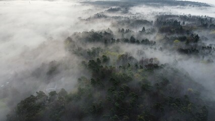 Las we mgle © Monika