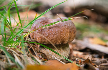 Close-up of a young boletus edulis growing out of the forest floor	