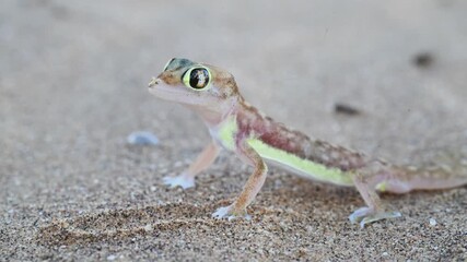 Gecko in the sand desert,  Palmatogecko rangei, Namib sand, web-footed gecko, nocturnal, burrows deep under sand using its webbed feet, Swakopmund, Namib desert, Namibia, Africa,