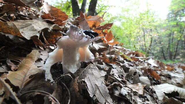 Autumn landscape with nibbled mushroom and  bettle  fall, slow motion, Autumn landscape, insect,  mushroom ,  beettle, Alpe del Vicere,  Italy