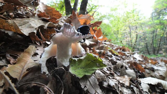 Autumn landscape with nibbled mushroom and  bettle  fall, slow motion, Autumn landscape, insect,  mushroom ,  beettle, Alpe del Vicere,  Italy