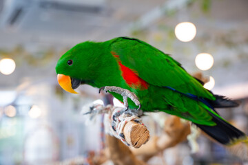 blue and yellow macaw