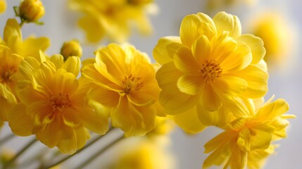 Fototapeta premium Bright yellow flowers bloom in soft natural light, creating a cheerful scene.
