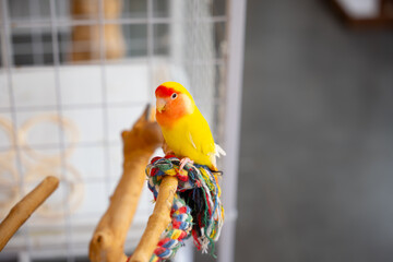Obraz premium blue and yellow macaw