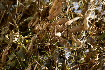 A detailed close-up reveals dried bean pods and leaves, showcasing autumn's textures and natural decay in nature, highlighting the intricate details and beauty of the season.