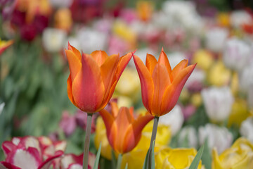 Beautiful tulips flower in tulip field in spring