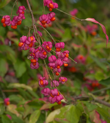 common spindle resp.Euonymus europaeus,Rhineland,Germany