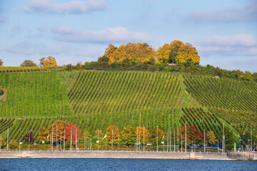 Bodensee, Herbst am Weinberg bei Meersburg