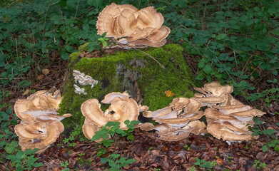 Giant Polypore Fungus resp.Meripilus giganteus in Forest,Rhineland,Germany