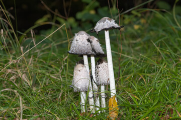 shaggy ink cap resp.Coprinus comatus,lower Rhine region,Germany